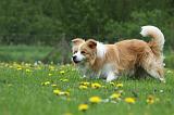 BORDER COLLIE 935